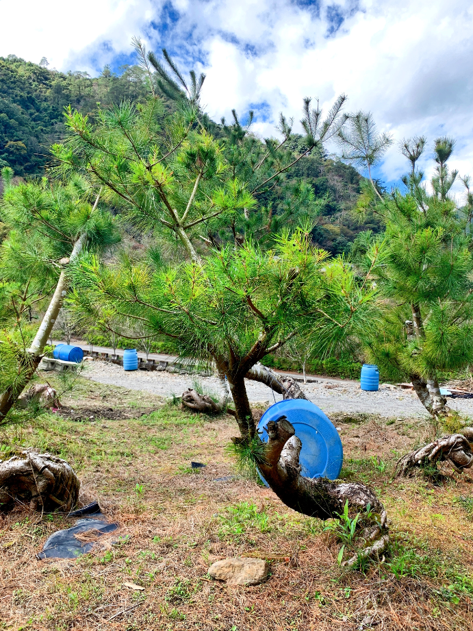 五葉松盆景