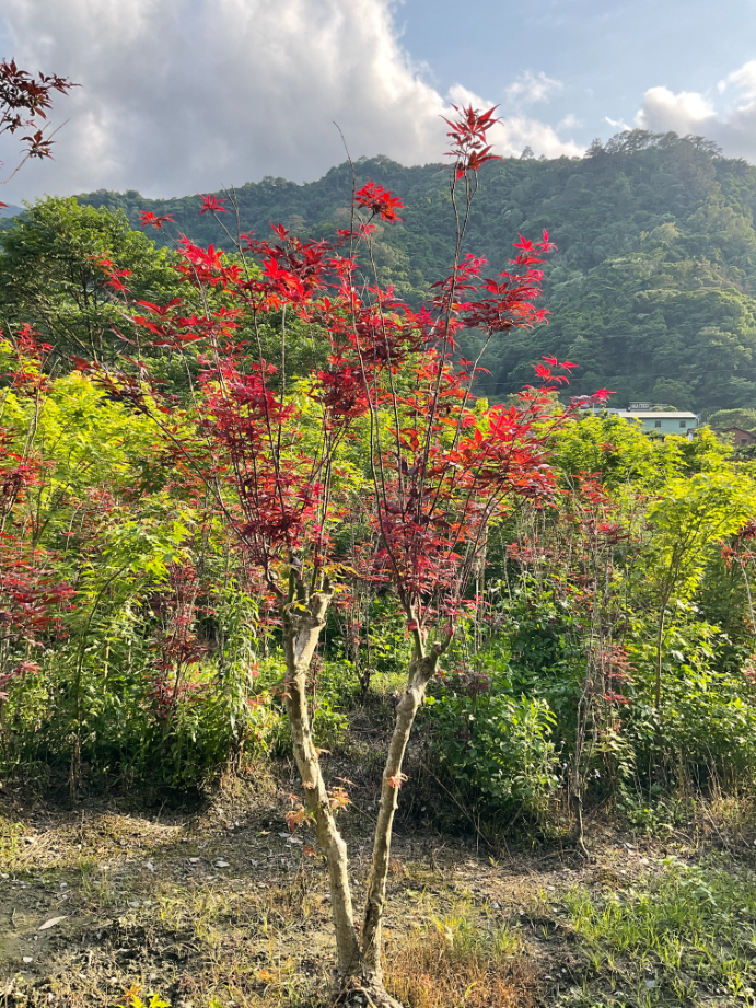 高接紅楓