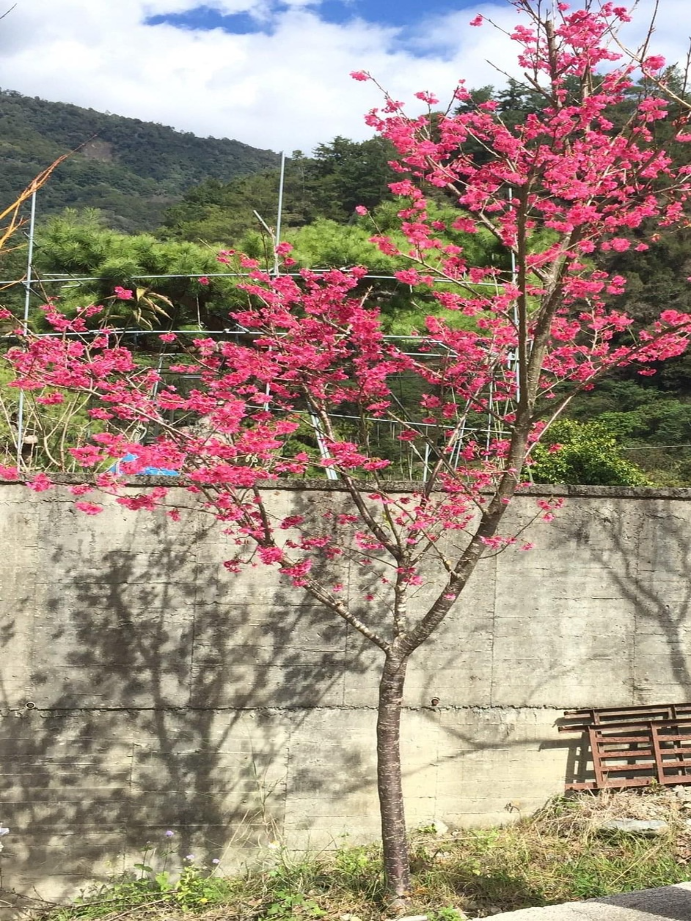 紅富士櫻