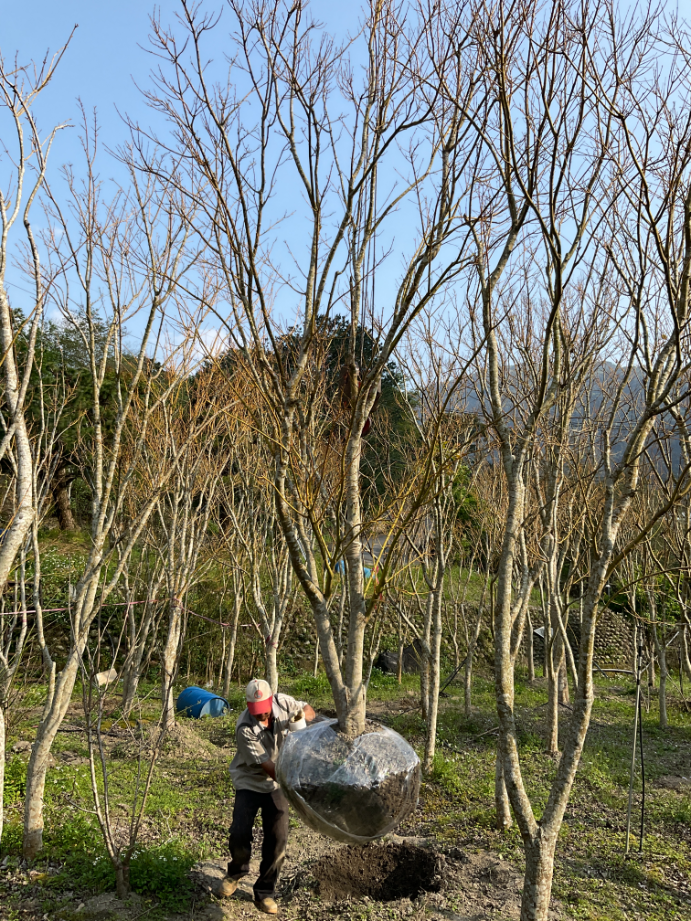 出貨日記  捌